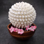 White Bubble Seashell Decorative Round Sphere (approx. 6+ inches) Haminoea Zelandiae Shell Ball for beach house table display & home decor! Copyright 2026 SeaShellSupply.com.