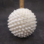 White Bubble Seashell Decorative Round Sphere (approx. 6+ inches) Haminoea Zelandiae Shell Ball for beach house table display & home decor! Copyright 2026 SeaShellSupply.com.