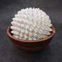 White Bubble Seashell Decorative Round Sphere (approx. 6+ inches) Haminoea Zelandiae Shell Ball for beach house table display & home decor! Copyright 2026 SeaShellSupply.com.