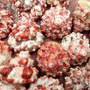 Red White Trochus Topper Seashells (5 shells approx. 0.75+ inches) Red Pink White Trochus Ferreirai Shells for crafts collecting & jewelry! Copyright 2026 SeaShellSupply.com.