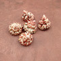 Red White Trochus Topper Seashells (5 shells approx. 0.75+ inches) Red Pink White Trochus Ferreirai Shells for crafts collecting & jewelry! Copyright 2026 SeaShellSupply.com.