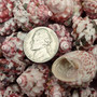 Red White Trochus Topper Seashells (5 shells approx. 0.75+ inches) Red Pink White Trochus Ferreirai Shells for crafts collecting & jewelry! Copyright 2026 SeaShellSupply.com.
