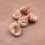 Red White Trochus Topper Seashells (5 shells approx. 0.75+ inches) Red Pink White Trochus Ferreirai Shells for crafts collecting & jewelry! Copyright 2026 SeaShellSupply.com.