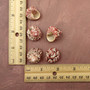 Red White Trochus Topper Seashells (5 shells approx. 0.75+ inches) Red Pink White Trochus Ferreirai Shells for crafts collecting & jewelry! Copyright 2026 SeaShellSupply.com.