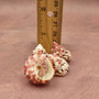 Red White Trochus Topper Seashells (5 shells approx. 0.75+ inches) Red Pink White Trochus Ferreirai Shells for crafts collecting & jewelry! Copyright 2026 SeaShellSupply.com.