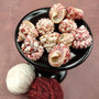 Red White Trochus Topper Seashells (5 shells approx. 0.75+ inches) Red Pink White Trochus Ferreirai Shells for crafts collecting & jewelry! Copyright 2026 SeaShellSupply.com.