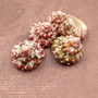 Red White Trochus Topper Seashells (5 shells approx. 0.75+ inches) Red Pink White Trochus Ferreirai Shells for crafts collecting & jewelry! Copyright 2026 SeaShellSupply.com.