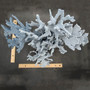 Large Blue Ridge Coral Cluster Reef Sculpture (1 coral 14L x 9D x 11H inches) Blue Heliopora Coerulea Coral Creation for decor or display! Copyright 2026 SeaShellSupply.com.