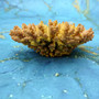 Yellow Stony Coral FAUX Coral Replica (1 FAKE Coral approx. 2Tx4Wx3D inches) Artificial Acropora Millepora for aquariums & fish tanks!