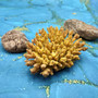 Yellow Stony Coral FAUX Coral Replica (1 FAKE Coral approx. 2Tx4Wx3D inches) Artificial Acropora Millepora for aquariums & fish tanks!