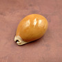 Golden Cowrie Seashell Callistocypraea aurantium (1 shell approx. 3.25+ inches) Gold Cowry Shell for display collecting & coastal decor! 04