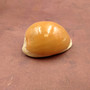 Golden Cowrie Seashell Callistocypraea aurantium (1 shell approx. 3.25+ inches) Gold Cowry Shell for display collecting & coastal decor! 04