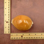 Golden Cowrie Seashell Callistocypraea aurantium (1 shell approx. 3.25+ inches) Gold Cowry Shell for display collecting & coastal decor! 04