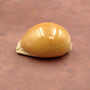 Golden Cowrie Seashell Callistocypraea aurantium (1 shell approx. 3.25+ inches) Gold Cowry Shell for display collecting & coastal decor! 04