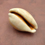 Golden Cowrie Seashell Callistocypraea aurantium (1 shell approx. 3.25+ inches) Gold Cowry Shell for display collecting & coastal decor! 04