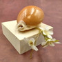 Golden Cowrie Seashell Callistocypraea aurantium (1 shell approx. 3.25+ inches) Gold Cowry Shell for display collecting & coastal decor! 04