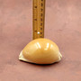 Golden Cowrie Seashell Callistocypraea aurantium (1 shell approx. 3.25+ inches) Gold Cowry Shell for display collecting & coastal decor! 04