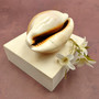 Golden Cowrie Seashell Callistocypraea aurantium (1 shell approx. 3.25+ inches) Gold Cowry Shell for display collecting & coastal decor! 04