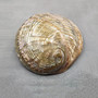 Polished Silver Green Abalone Seashell (1 shell approx. 4.5+ inches) Haliotis Fulgens Abalone Shell shell for crafts décor & collecting! Copyright 2026 SeaShellSupply.com.