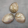 Polished Silver Green Abalone Seashell (1 shell approx. 4.5+ inches) Haliotis Fulgens Abalone Shell shell for crafts décor & collecting!