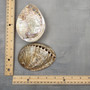 Polished Silver Green Abalone Seashell (1 shell approx. 4.5+ inches) Haliotis Fulgens Abalone Shell shell for crafts décor & collecting!