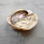 Polished Silver Green Abalone Seashell (1 shell approx. 4.5+ inches) Haliotis Fulgens Abalone Shell shell for crafts décor & collecting!