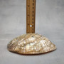 Polished Silver Green Abalone Seashell (1 shell approx. 4.5+ inches) Haliotis Fulgens Abalone Shell shell for crafts décor & collecting!