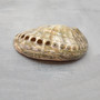 Polished Silver Green Abalone Seashell (1 shell approx. 4.5+ inches) Haliotis Fulgens Abalone Shell shell for crafts décor & collecting!