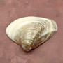 Pearlized Pink Mussel Shell Half (1 shell HALF approx. 6+ inches) Silver Modiolus Demissus Mussel Shell for arts crafts & collecting!