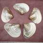 Pearlized Pink Mussel Shell Half (1 shell HALF approx. 6+ inches) Silver Modiolus Demissus Mussel Shell for arts crafts & collecting!