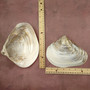 Pearlized Pink Mussel Shell Half (1 shell HALF approx. 6+ inches) Silver Modiolus Demissus Mussel Shell for arts crafts & collecting!