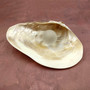 Pearlized Pink Mussel Shell Half (1 shell HALF approx. 6+ inches) Silver Modiolus Demissus Mussel Shell for arts crafts & collecting!