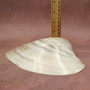 Pearlized Pink Mussel Shell Half (1 shell HALF approx. 6+ inches) Silver Modiolus Demissus Mussel Shell for arts crafts & collecting!