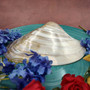 Pearlized Pink Mussel Shell Half (1 shell HALF approx. 6+ inches) Silver Modiolus Demissus Mussel Shell for arts crafts & collecting! Copyright 2026 SeaShellSupply.com.