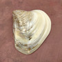 Pearlized Pink Mussel Shell Half (1 shell HALF approx. 6+ inches) Silver Modiolus Demissus Mussel Shell for arts crafts & collecting!