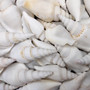 White Strombus Dog Conch Seashells (approx 8 ounces 20 shells 1.5+ inches) White Laevistrombus Canarium Shells for crafts & collecting! Copyright 2026 SeaShellSupply.com.