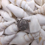 White Strombus Dog Conch Seashells (approx 8 ounces 20 shells 1.5+ inches) White Laevistrombus Canarium Shells for crafts & collecting!