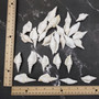 White Strombus Dog Conch Seashells (approx 8 ounces 20 shells 1.5+ inches) White Laevistrombus Canarium Shells for crafts & collecting!