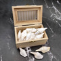 White Strombus Dog Conch Seashells (approx 8 ounces 20 shells 1.5+ inches) White Laevistrombus Canarium Shells for crafts & collecting!