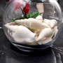 White Strombus Dog Conch Seashells (approx 8 ounces 20 shells 1.5+ inches) White Laevistrombus Canarium Shells for crafts & collecting!