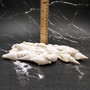 White Strombus Dog Conch Seashells (approx 8 ounces 20 shells 1.5+ inches) White Laevistrombus Canarium Shells for crafts & collecting! Copyright 2026 SeaShellSupply.com.