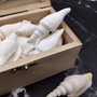 White Strombus Dog Conch Seashells (approx 8 ounces 20 shells 1.5+ inches) White Laevistrombus Canarium Shells for crafts & collecting!