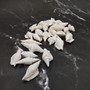 White Strombus Dog Conch Seashells (approx 8 ounces 20 shells 1.5+ inches) White Laevistrombus Canarium Shells for crafts & collecting!