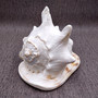 Giant Queen Helmet Conch Seashell (1 shell approx 8+ inches) XL Cassis Madagascariensis Helmet Shell for nautical decor or centerpiece!