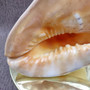 Giant Queen Helmet Conch Seashell (1 shell approx 8+ inches) XL Cassis Madagascariensis Helmet Shell for nautical decor or centerpiece!