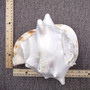 Giant Queen Helmet Conch Seashell (1 shell approx 8+ inches) XL Cassis Madagascariensis Helmet Shell for nautical decor or centerpiece!