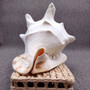 Giant Queen Helmet Conch Seashell (1 shell approx 8+ inches) XL Cassis Madagascariensis Helmet Shell for nautical decor or centerpiece!