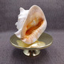 Giant Queen Helmet Conch Seashell (1 shell approx 8+ inches) XL Cassis Madagascariensis Helmet Shell for nautical decor or centerpiece!