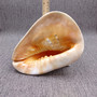 Giant Queen Helmet Conch Seashell (1 shell approx 8+ inches) XL Cassis Madagascariensis Helmet Shell for nautical decor or centerpiece!