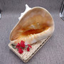 Giant Queen Helmet Conch Seashell (1 shell approx 8+ inches) XL Cassis Madagascariensis Helmet Shell for nautical decor or centerpiece!